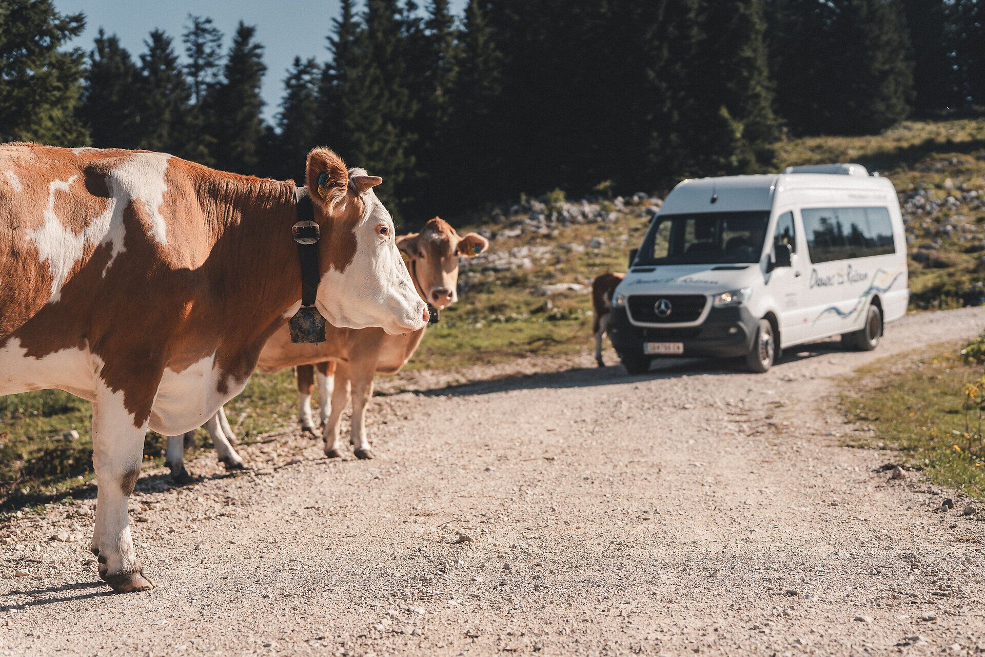 Kühe stehen auf einem Schotterweg, das Wandertaxi ist im Hintergrund zu sehen.