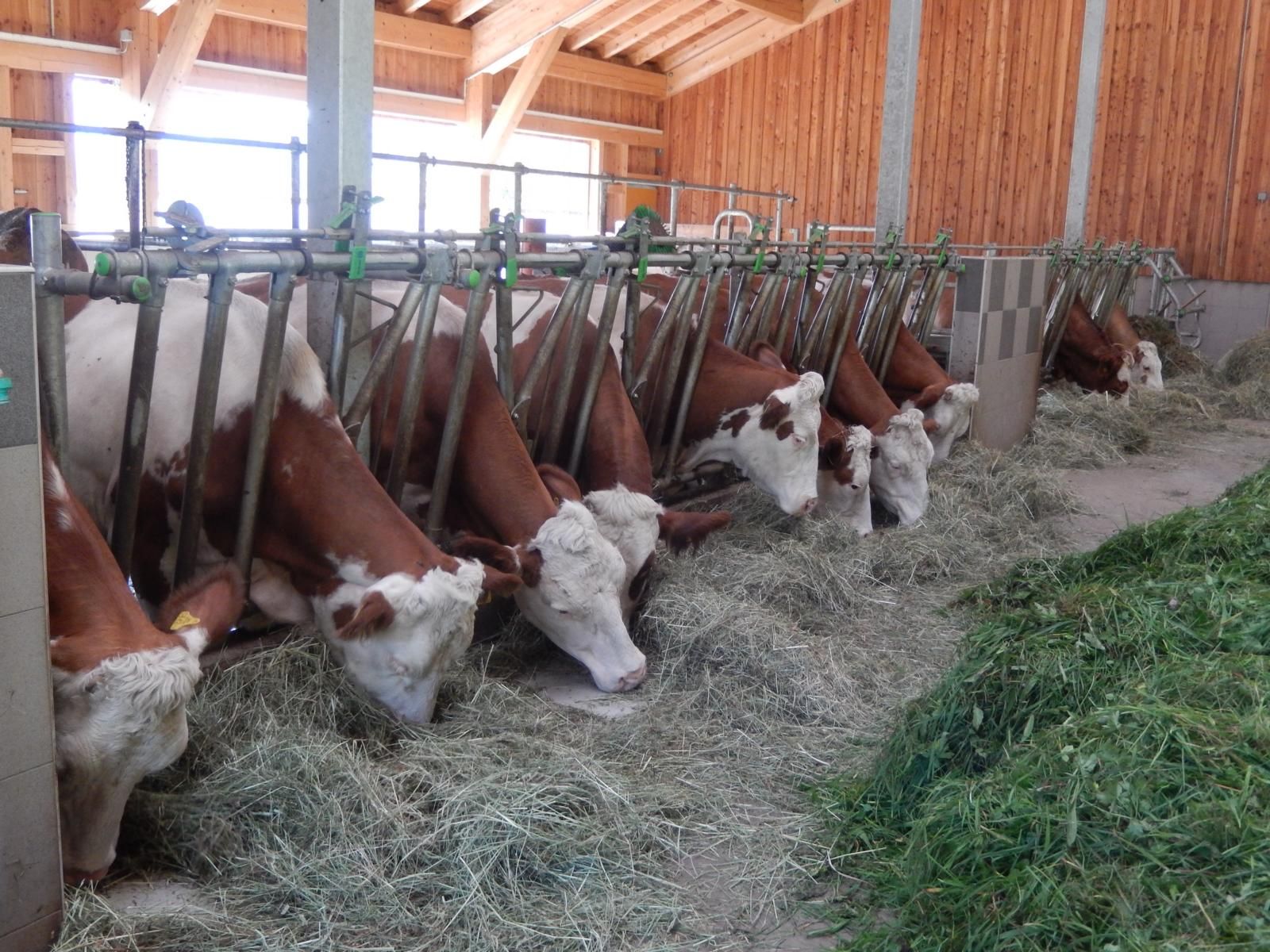 12 Milchkühe leben im Laufstall 