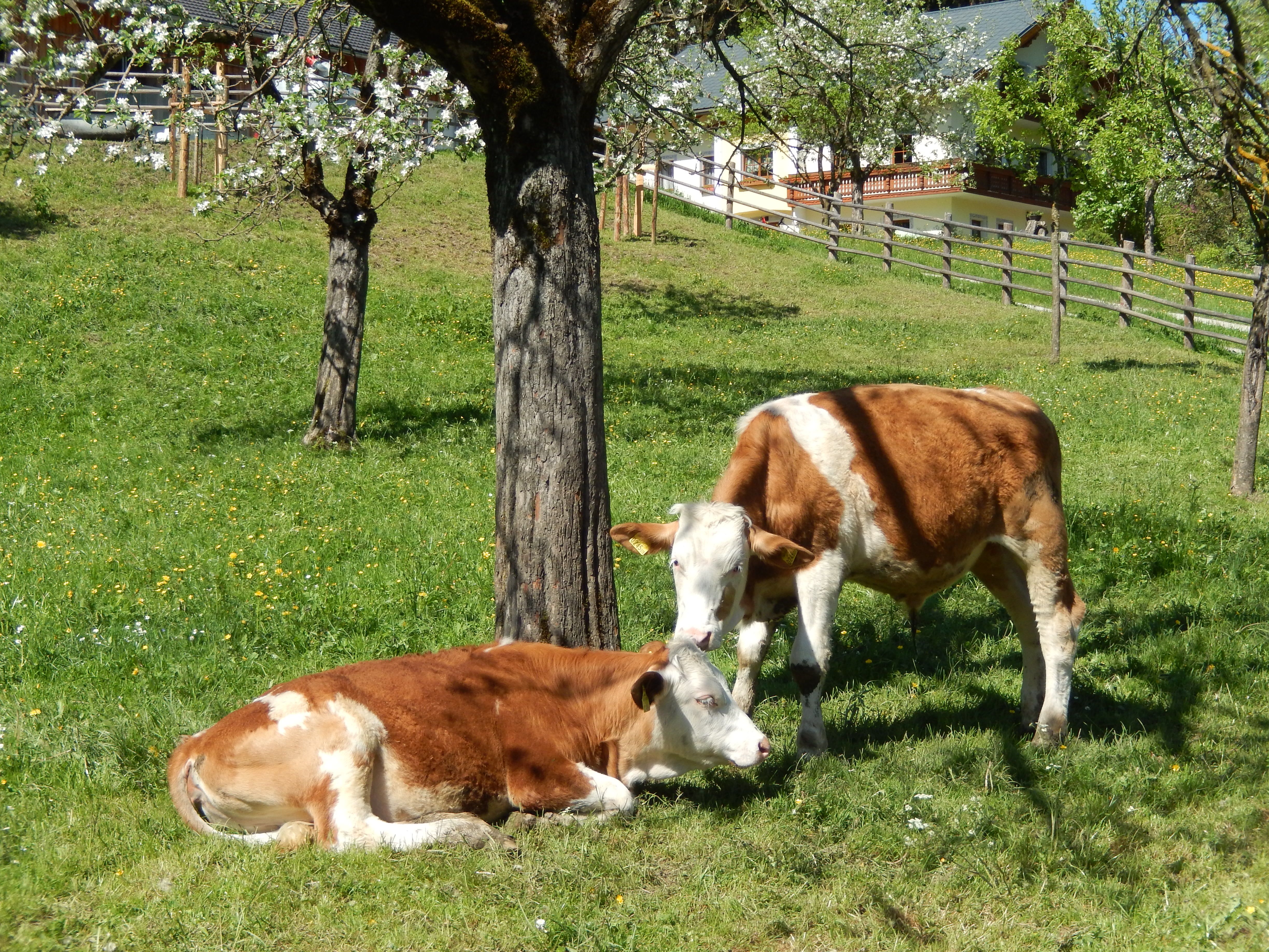 Unsere Kälber auf der Weide