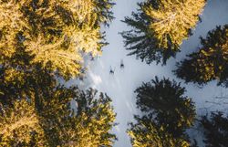 Sanfte Schneedecken umhüllen die majestätischen Bäume, während Langläufer durch die stille Winterlandschaft gleiten. Die goldenen Strahlen der Sonne brechen durch die Äste und schaffen eine magische Atmosphäre, die zum Verweilen einlädt.