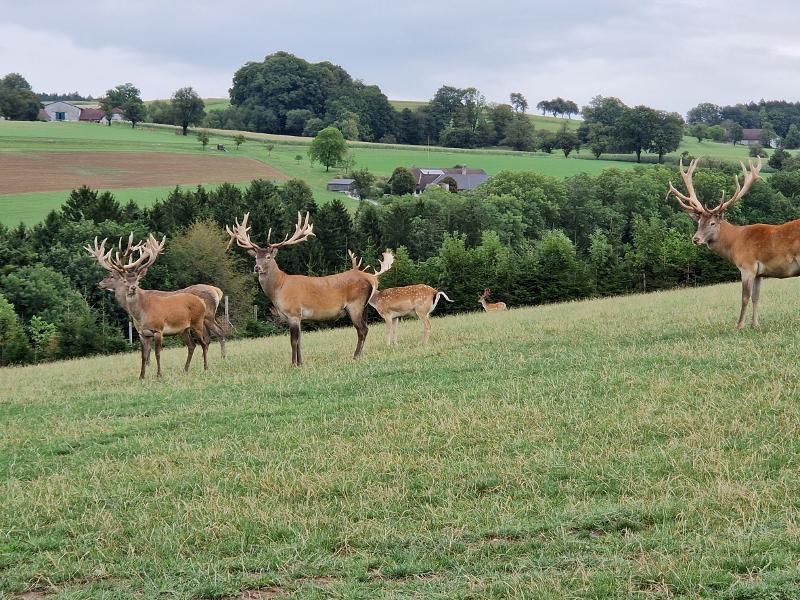 Wildpark Hochrieß - nur 35 Min. vom Happy Nest entfernt und immer eine Reise wert.