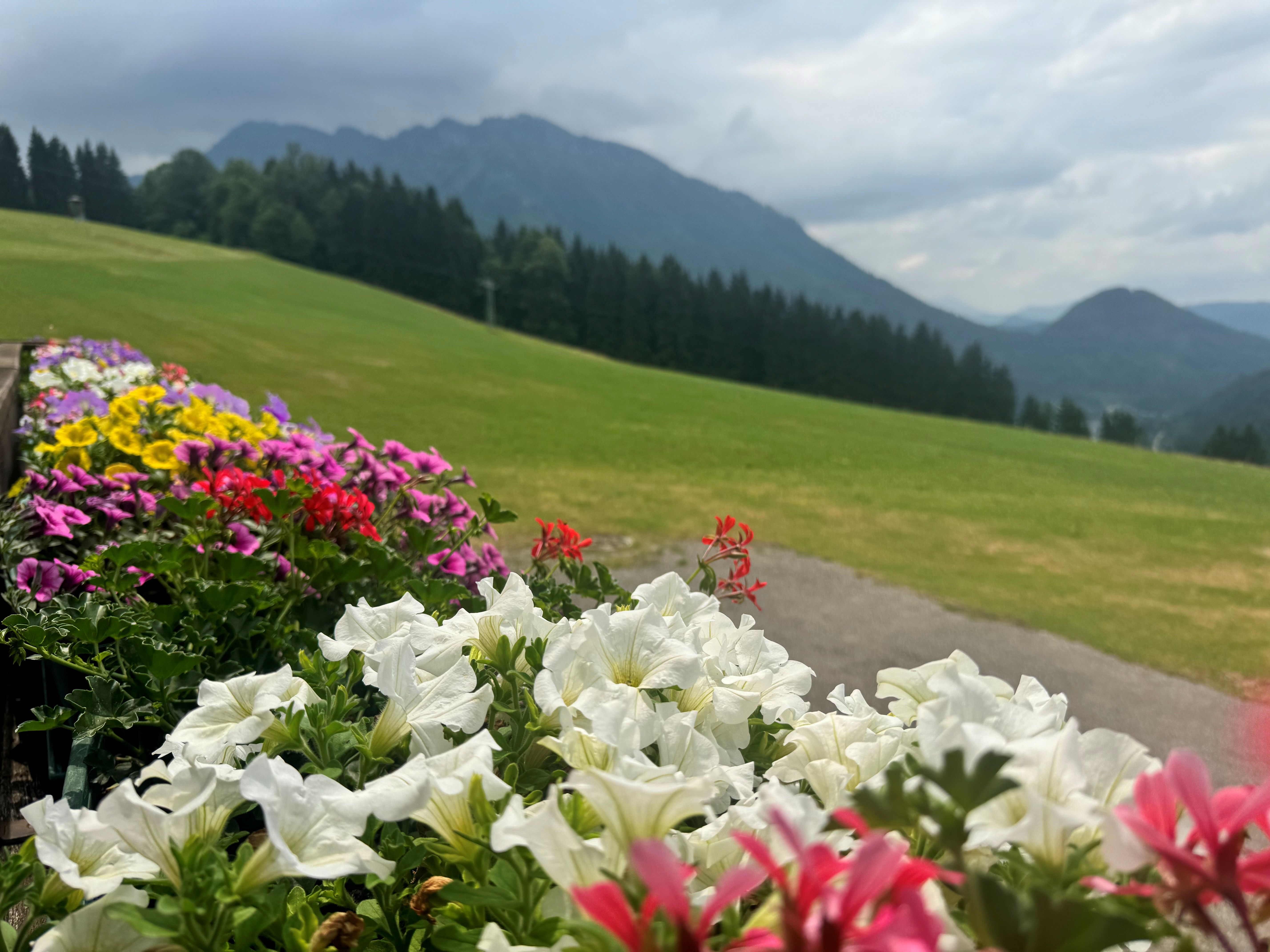 Bunte Blumenkästen schmücken das ganze Haus, grüme Wiese und bewaldete Bergen im Hintergrund in Blickrichtung Lunzer See. 