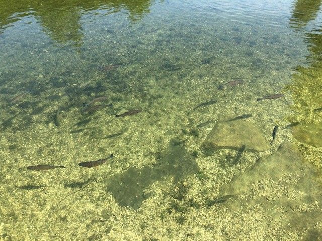 Schwimmen mit Fischen
