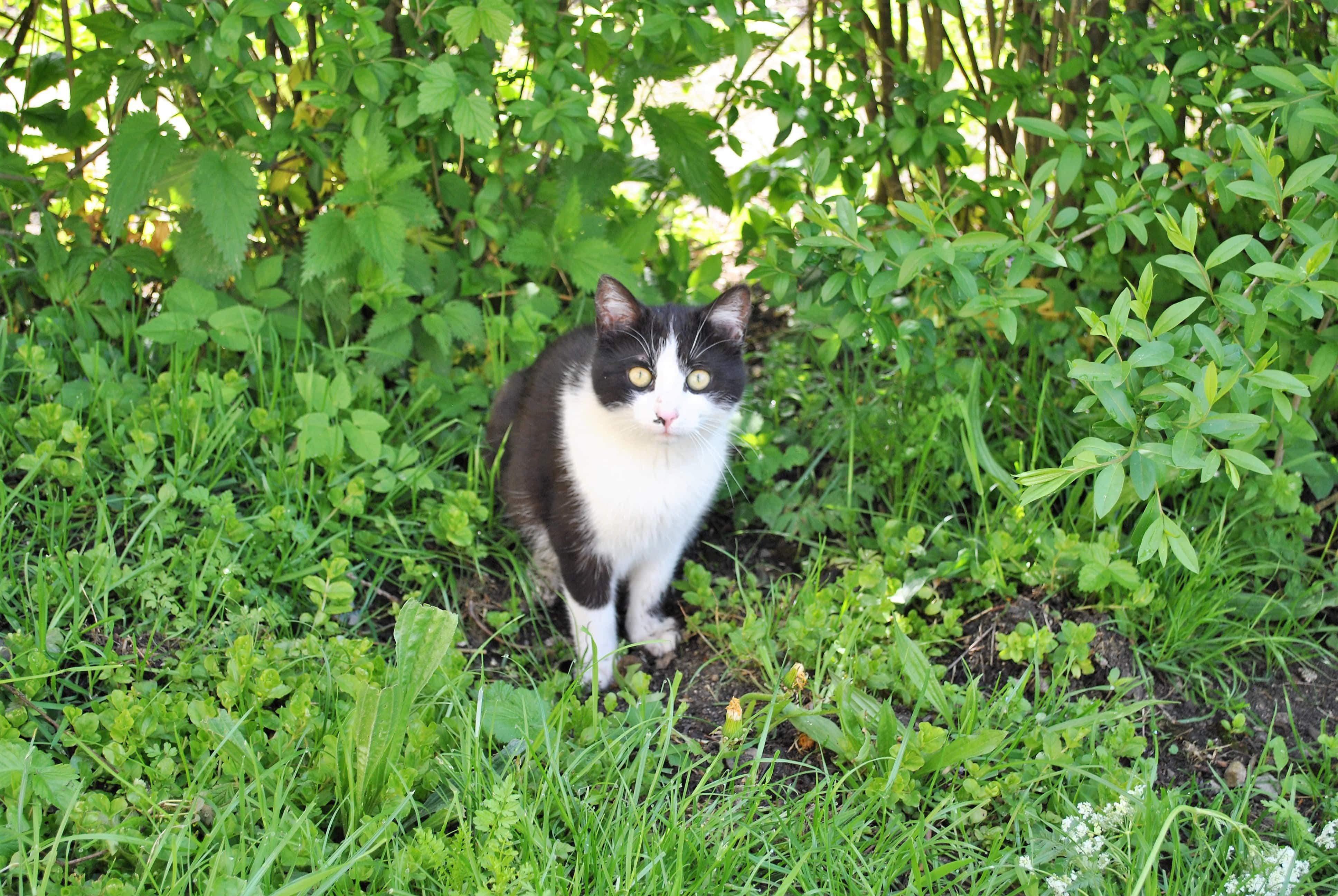 Kater Pederl