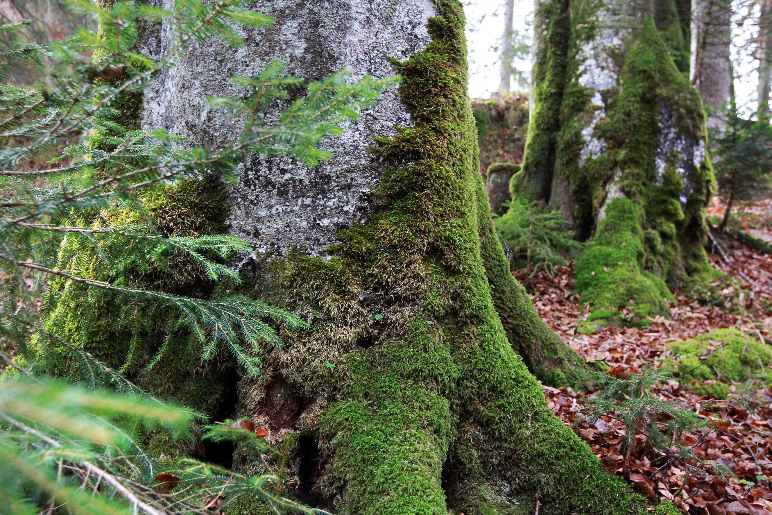 Moosbewachsene Baumstämme im Wald des Wildnisgebiets Dürrenstein.