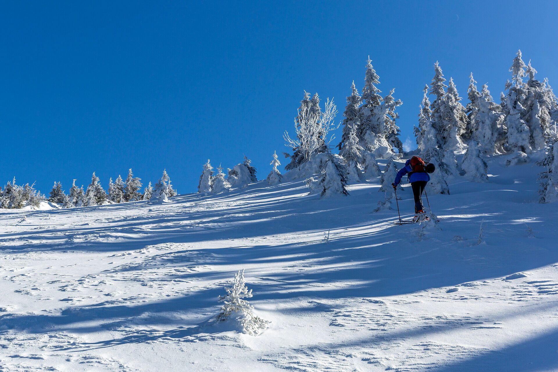 Die glitzernde Schneedecke erstreckt sich über die sanften Hügel, während ein Skitourengeher mit entschlossenem Schritt die unberührte Winterlandschaft erkundet. Die schneebedeckten Bäume stehen majestätisch im Sonnenlicht und schaffen eine friedliche Atmosphäre, die zum Verweilen einlädt.