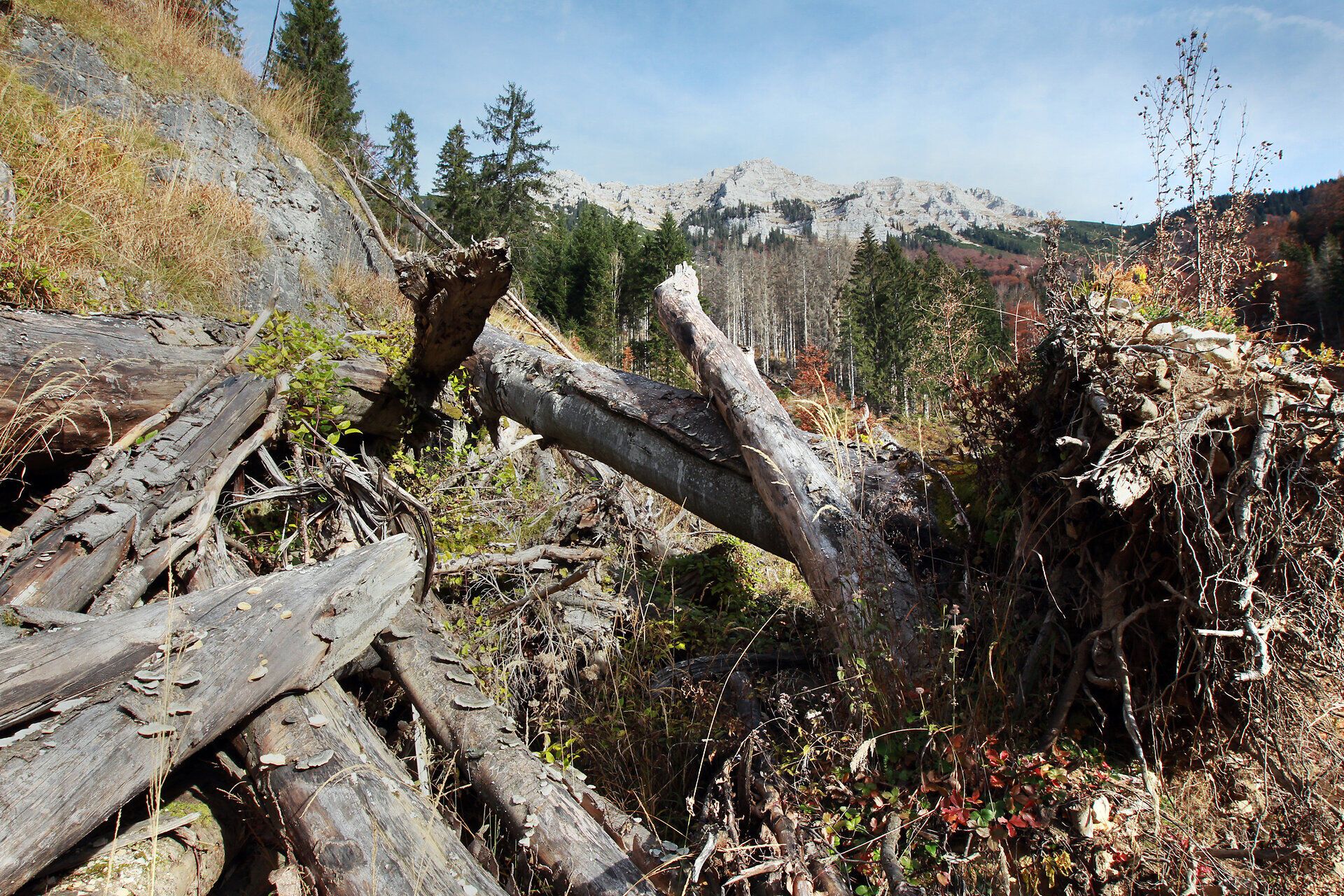 Im Wildnisgebiet Dürrenstein erstreckt sich eine faszinierende Landschaft, in der verwitterte Baumstämme und üppige Vegetation harmonisch miteinander verschmelzen. Die ruhige Atmosphäre und die majestätischen Berge im Hintergrund laden dazu ein, die unberührte Natur in vollen Zügen zu genießen.